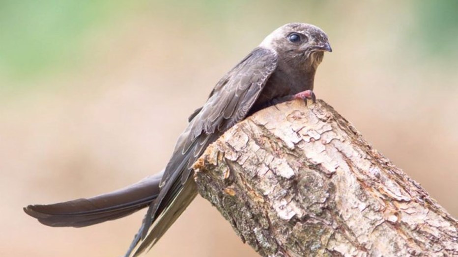 Rorýs obecný Rorýs obecný